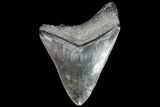 Partial, Serrated, Fossil Megalodon Tooth - Georgia #86975-1